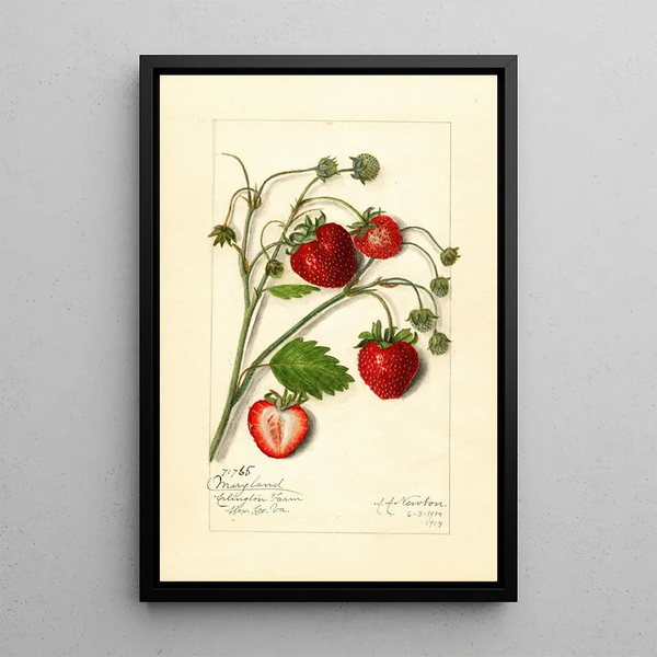 Fragaria Maryland - Amanda Almira Newton — ingelijst kunstwerk aan de muur