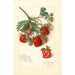 Fragaria Mrs - Amanda Almira Newton — weergave van het kunstwerk
