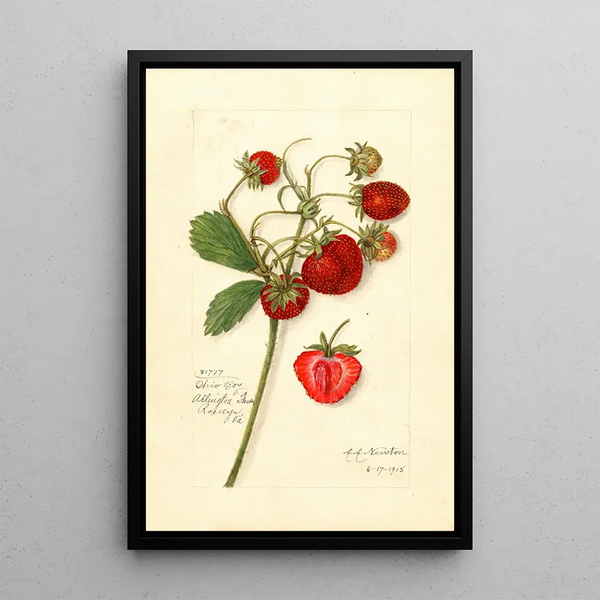 Fragaria Ohio Bay - Amanda Almira Newton — ingelijst kunstwerk aan de muur