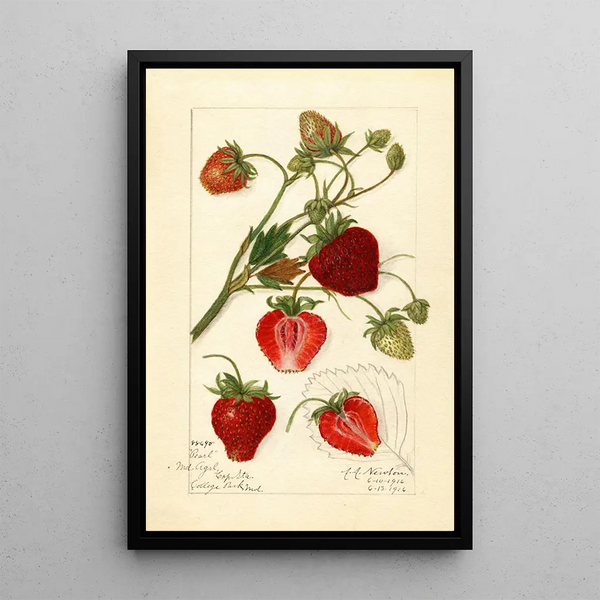 Reproductie van het schilderij Fragaria Pearl - Amanda Almira Newton