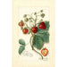 Fragaria Saunders - Amanda Almira Newton — weergave van het kunstwerk