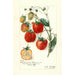 Fragaria Stephens Late Champion - Amanda Almira Newton — weergave van het kunstwerk