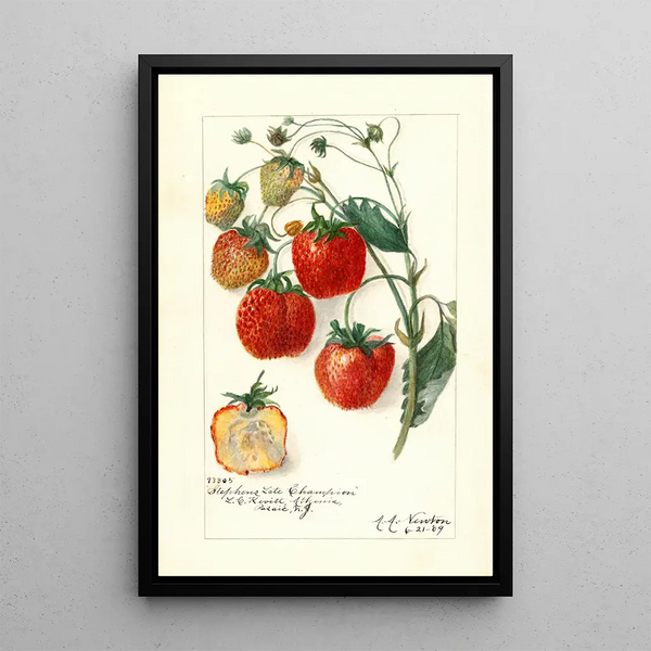 Fragaria Stephens Late Champion - Amanda Almira Newton — ingelijst kunstwerk aan de muur