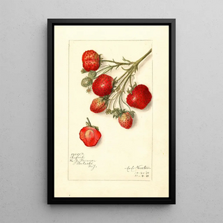 Amanda Almira Newton - Fragaria Superb.webp