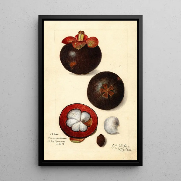 Reproductie van het schilderij Garcinia mangostana - Amanda Almira Newton