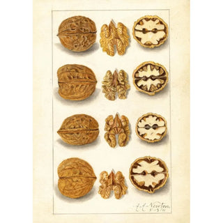 Amanda Almira Newton - Juglans.webp