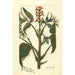 Juglans ailantifolia - Amanda Almira Newton — weergave van het kunstwerk