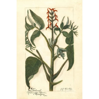 Amanda Almira Newton - Juglans ailantifolia.webp