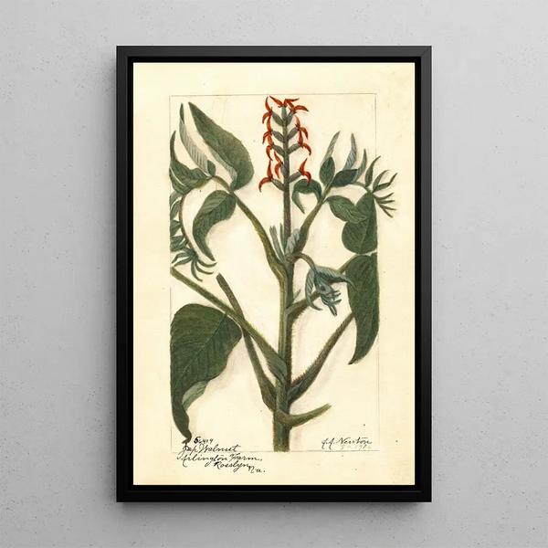 Juglans ailantifolia - Amanda Almira Newton — ingelijst kunstwerk aan de muur