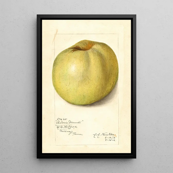 Malus domestica Gloria Mundi - Amanda Almira Newton — ingelijst kunstwerk aan de muur