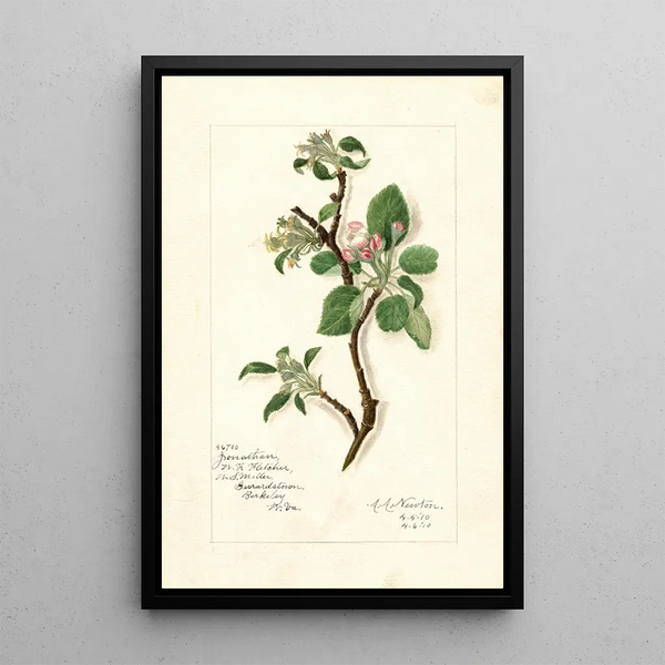 Reproductie van het schilderij Malus domestica Jonathan - Amanda Almira Newton