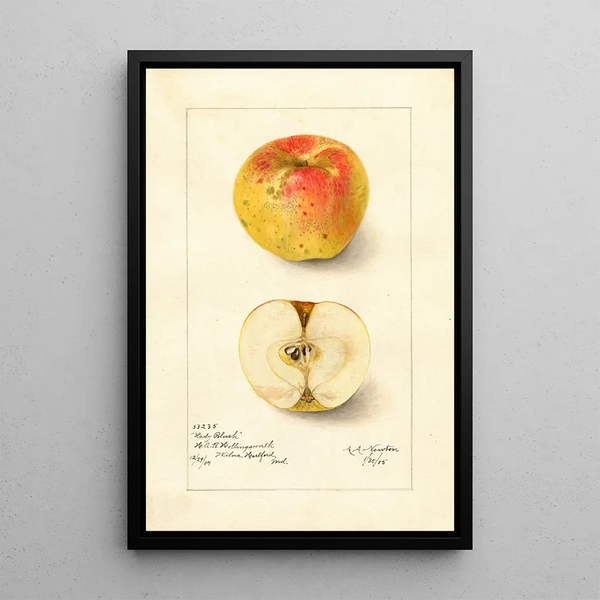 Reproductie van het schilderij Malus domestica Lady Blush - Amanda Almira Newton