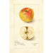Reproductie van het schilderij Malus domestica Lady Blush - Amanda Almira Newton