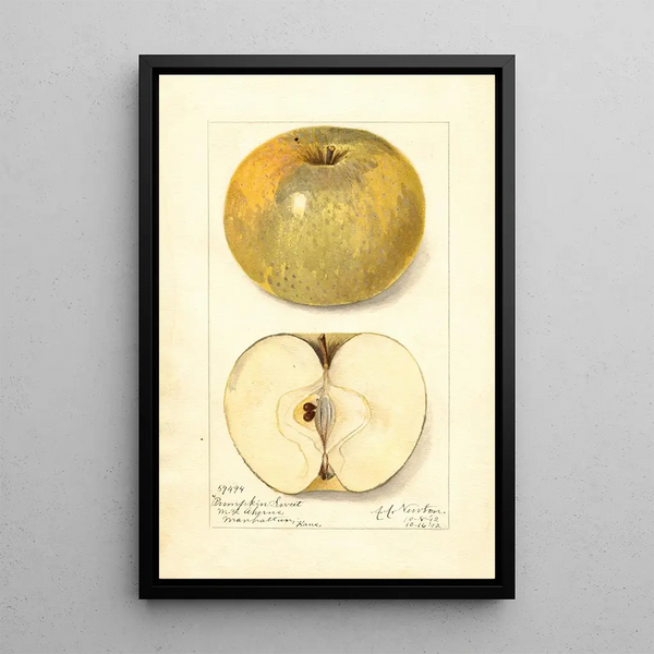 Reproductie van het schilderij Malus domestica Pumpkin Sweet - Amanda Almira Newton