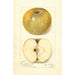 Reproductie van het schilderij Malus domestica Pumpkin Sweet - Amanda Almira Newton