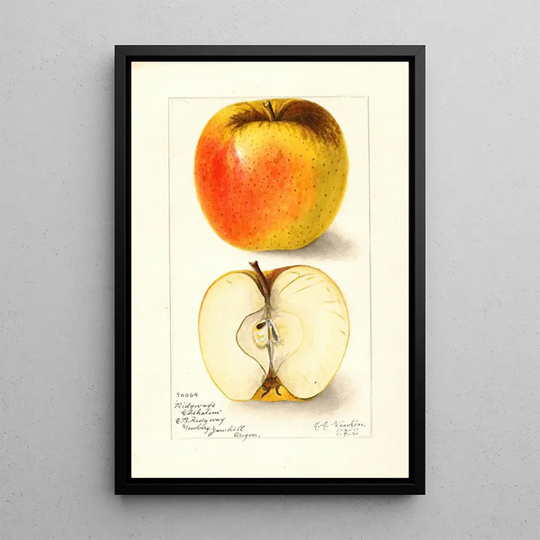 Reproductie van het schilderij Malus domestica Ridgeways Chehalem - Amanda Almira Newton