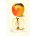 Reproductie van het schilderij Malus domestica Ridgeways Chehalem - Amanda Almira Newton