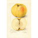 Malus domestica Stones Apple - Amanda Almira Newton — weergave van het kunstwerk