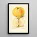 Malus domestica Stones Apple - Amanda Almira Newton — ingelijst kunstwerk aan de muur