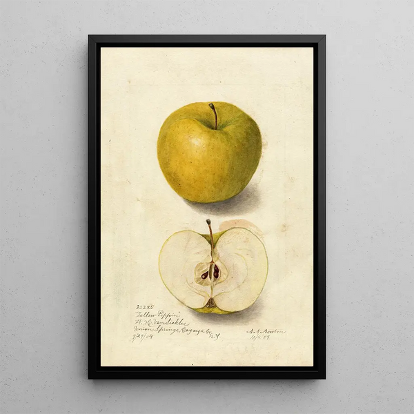 Reproductie van het schilderij Malus domestica Tallow Pippin - Amanda Almira Newton
