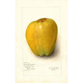 Amanda Almira Newton - Malus domestica White Pearmain.webp