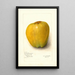 Malus domestica White Pearmain - Amanda Almira Newton — ingelijst kunstwerk aan de muur