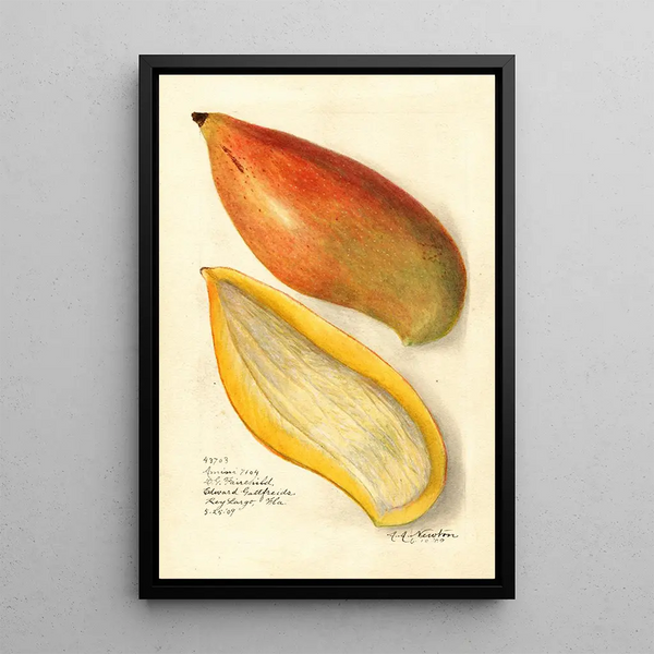 Reproductie van het schilderij Mangifera indica Amiri - Amanda Almira Newton