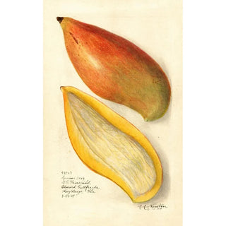 Amanda Almira Newton - Mangifera indica Amiri.webp