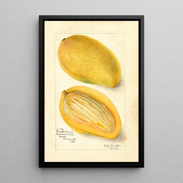 Reproductie van het schilderij Mangifera indica Cambodiana - Amanda Almira Newton
