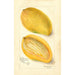 Reproductie van het schilderij Mangifera indica Cambodiana - Amanda Almira Newton