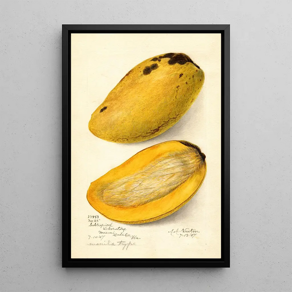 Reproductie van het schilderij Mangifera indica No - Amanda Almira Newton