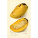 Reproductie van het schilderij Mangifera indica No - Amanda Almira Newton