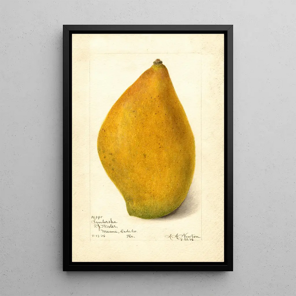 Reproductie van het schilderij Mangifera indica Sandersha - Amanda Almira Newton