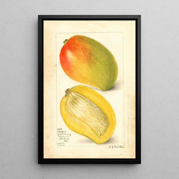 Reproductie van het schilderij Mangifera indica Totafari - Amanda Almira Newton