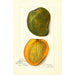 Mangifera indica White Alphonse - Amanda Almira Newton — weergave van het kunstwerk