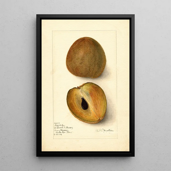 Reproductie van het schilderij Manilkara zapota - Amanda Almira Newton