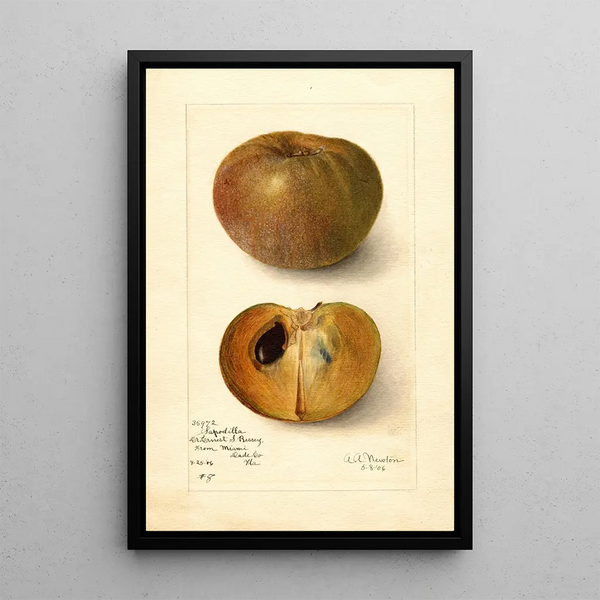 Reproductie van het schilderij Manilkara zapota No - Amanda Almira Newton