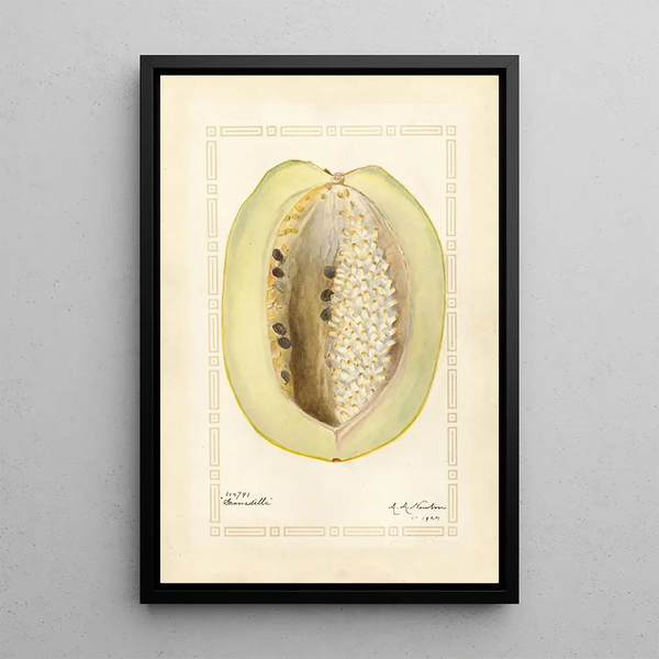 Passiflora quadrangularis - Amanda Almira Newton — ingelijst kunstwerk aan de muur