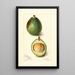 Reproductie van het schilderij Persea Avocat - Amanda Almira Newton