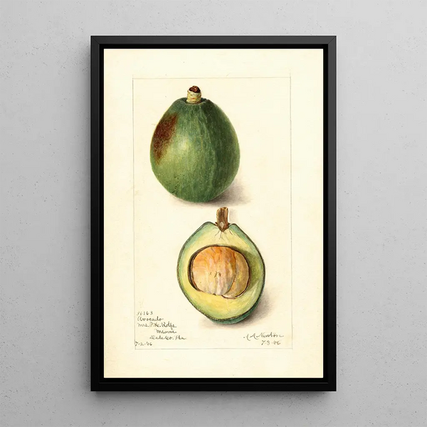 Reproductie van het schilderij Persea Avocat - Amanda Almira Newton