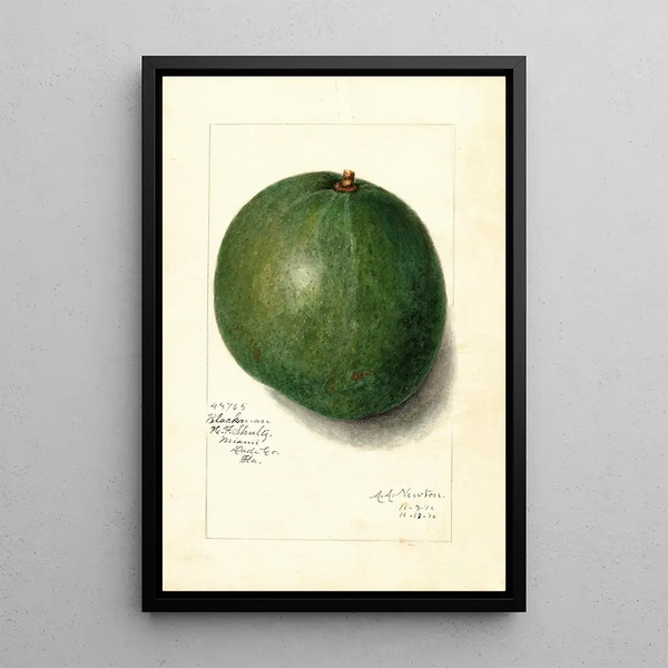 Reproductie van het schilderij Persea Blackman - Amanda Almira Newton