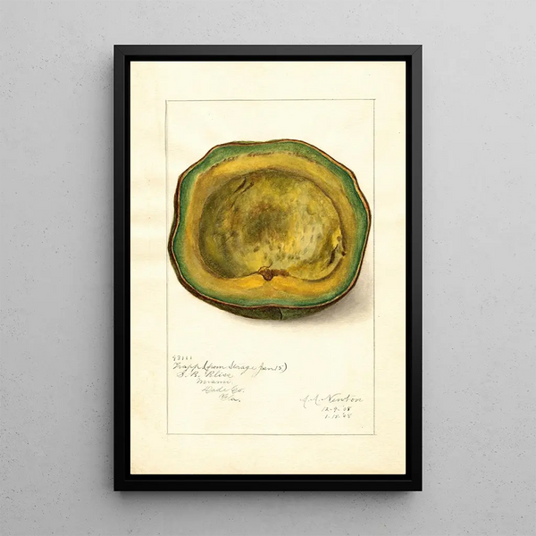 Persea Trapp - Amanda Almira Newton — ingelijst kunstwerk aan de muur