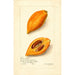 Pouteria campechiana - Amanda Almira Newton — weergave van het kunstwerk