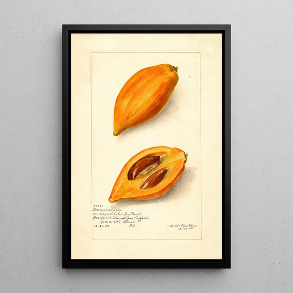 Pouteria campechiana - Amanda Almira Newton — ingelijst kunstwerk aan de muur