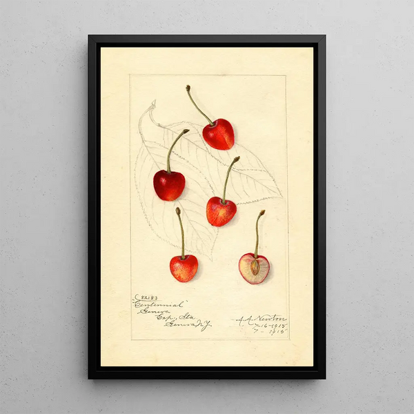 Reproductie van het schilderij Prunus avium Centennial - Amanda Almira Newton