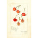 Prunus avium Kirkland - Amanda Almira Newton — weergave van het kunstwerk