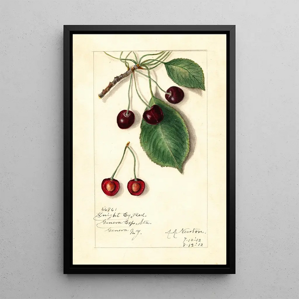 Reproductie van het schilderij Prunus avium Knight Early Red - Amanda Almira Newton