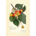 Prunus avium Rockport - Amanda Almira Newton — weergave van het kunstwerk