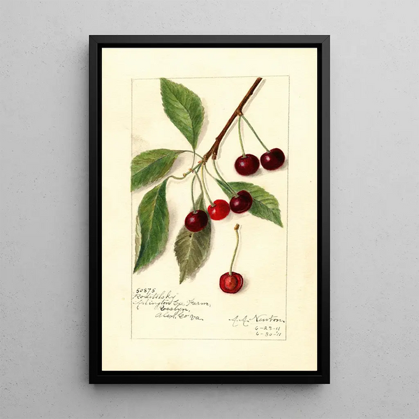 Reproductie van het schilderij Prunus avium Roditelsky - Amanda Almira Newton