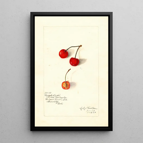 Prunus avium Royal Duke - Amanda Almira Newton — ingelijst kunstwerk aan de muur